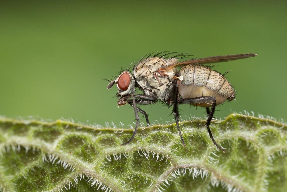 Anthomyiidae Robineau-Desvoidy, 1830