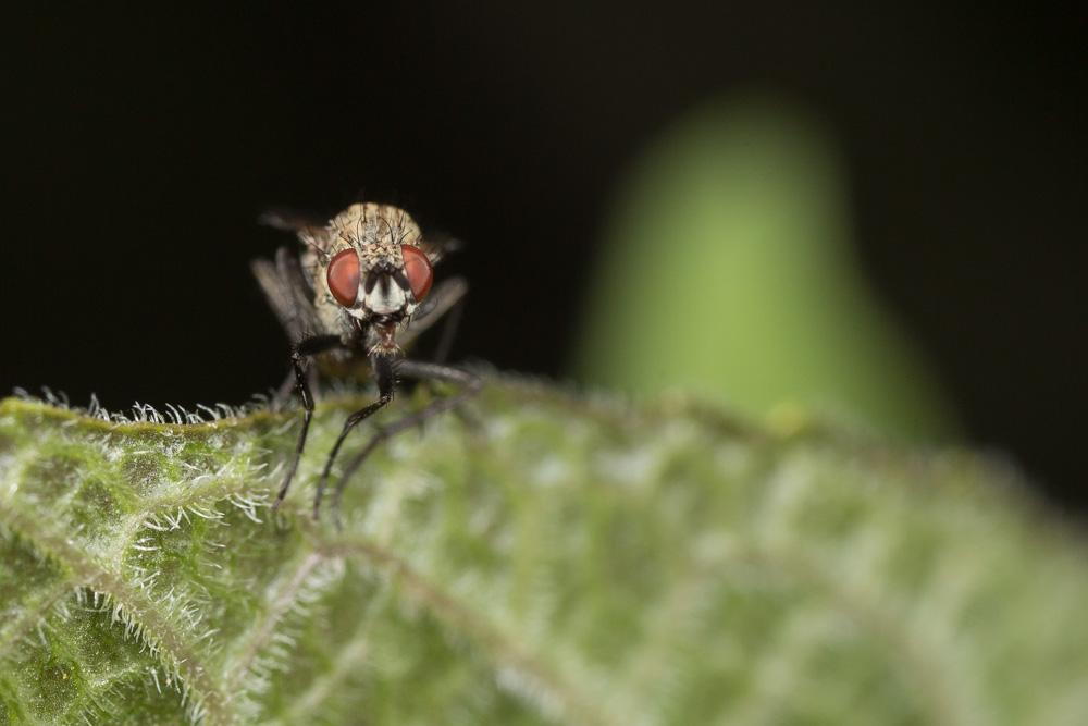  Anthomyiidae Robineau-Desvoidy, 1830