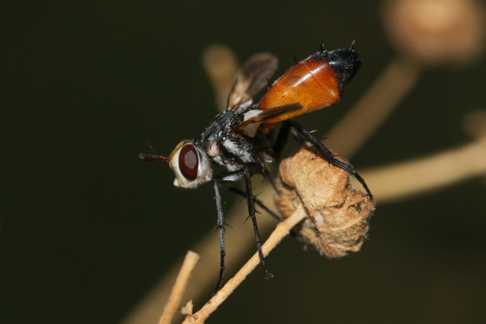 Cylindromyia rufifrons (Loew, 1844)