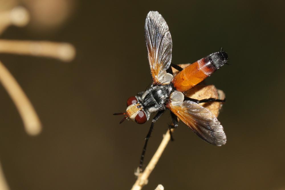 Cylindromyia rufifrons (Loew, 1844)