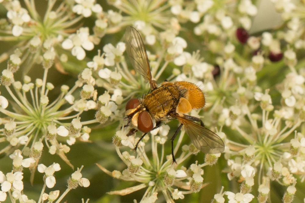Ectophasia crassipennis (Fabricius, 1794)