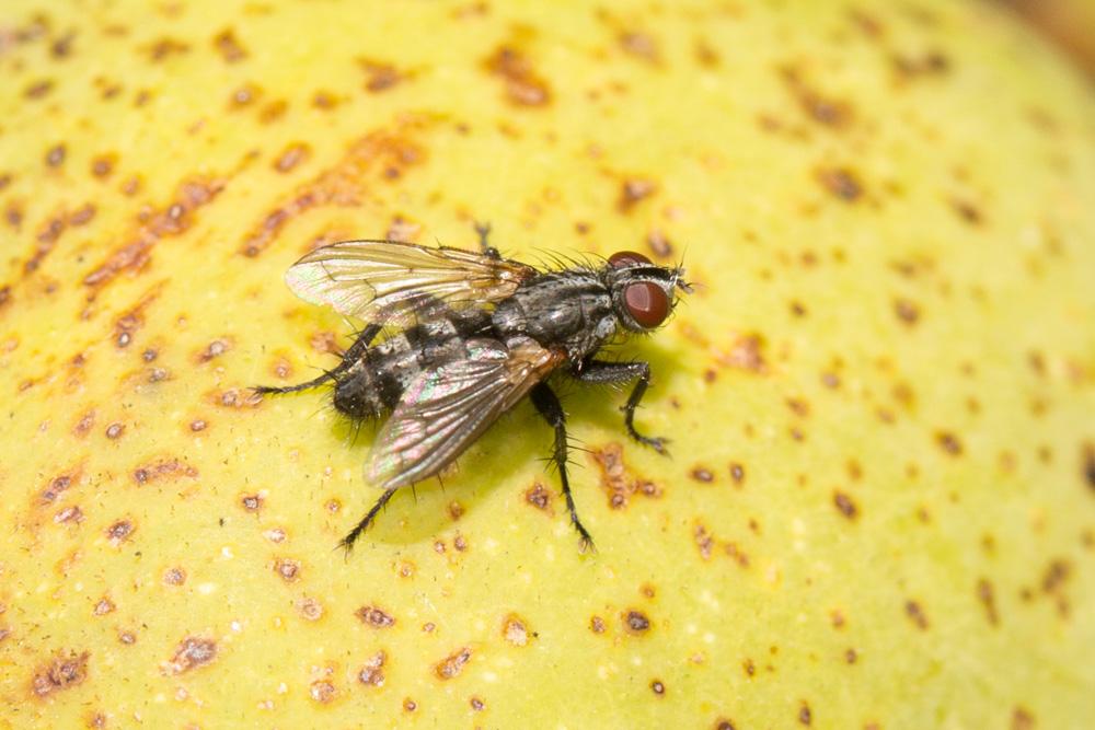 Stevenia deceptoria (Loew, 1847)