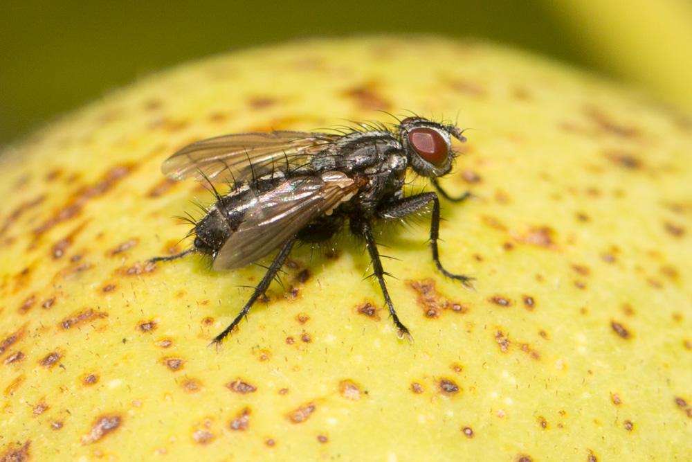 Stevenia deceptoria (Loew, 1847)