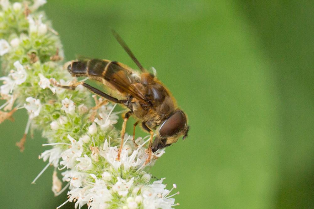 Le  Eristalis pertinax (Scopoli, 1763)