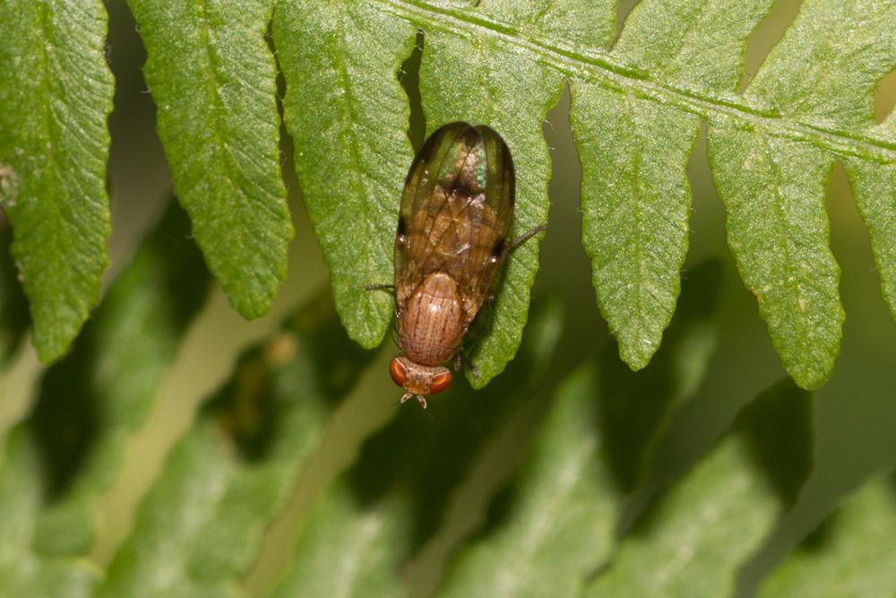  Minettia inusta (Meigen, 1826)
