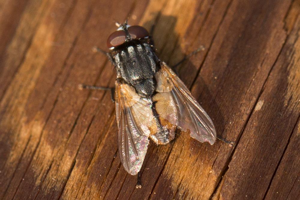 Musca autumnalis De Geer, 1776