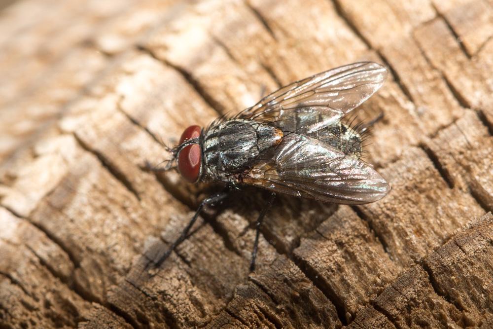 Muscina levida (Harris, 1780)