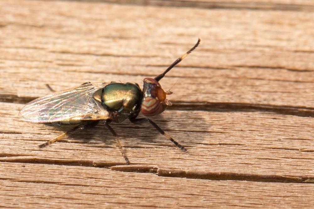  Physiphora alceae (Preyssler, 1791)
