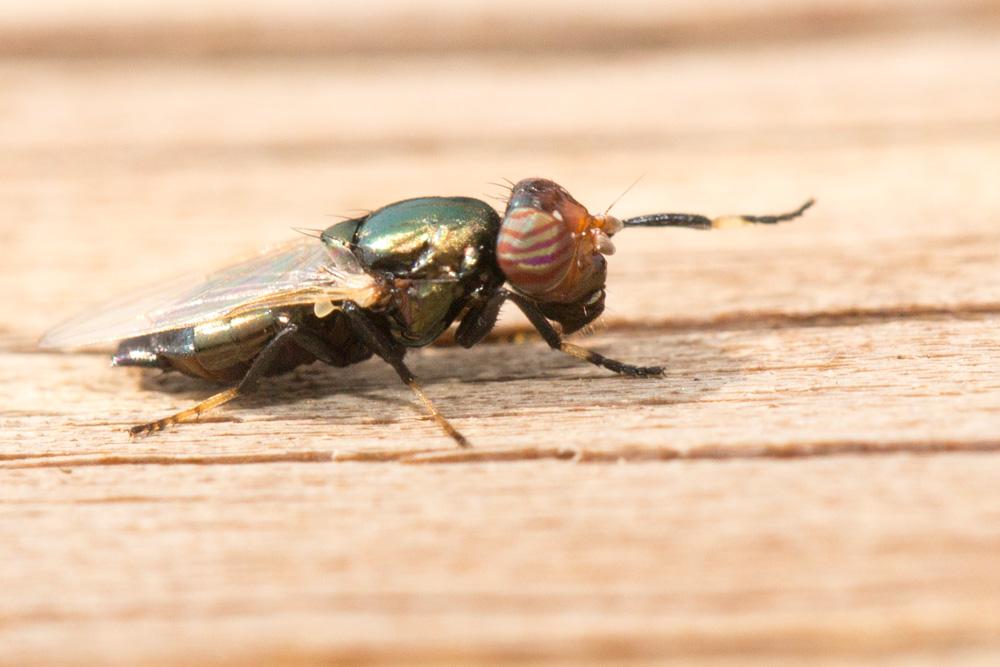  Physiphora alceae (Preyssler, 1791)