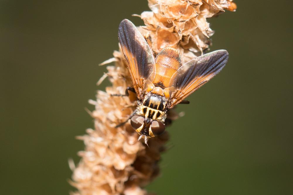 Trichopoda pennipes (Fabricius, 1781)