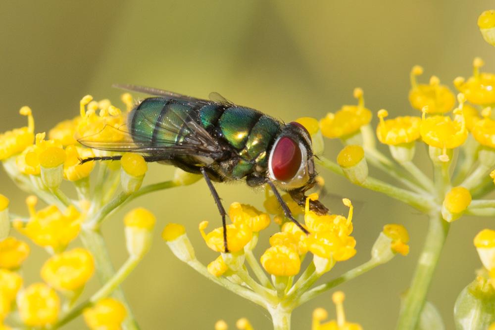 Neomyia Walker, 1859