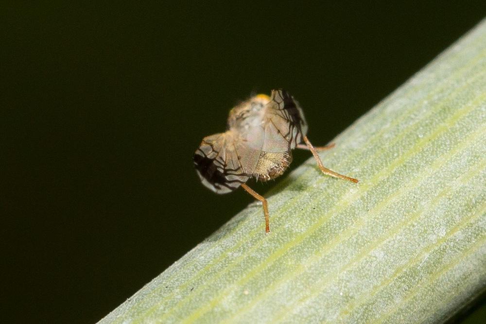 Trupanea amoena (Frauenfeld, 1857)
