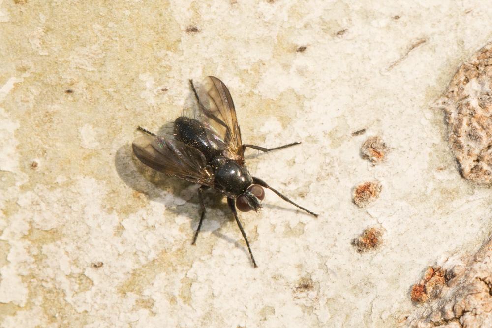 Paykullia maculata (Fallén, 1815)