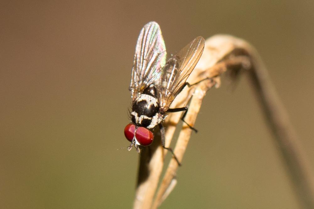  Anthomyia procellaris Rondani, 1866