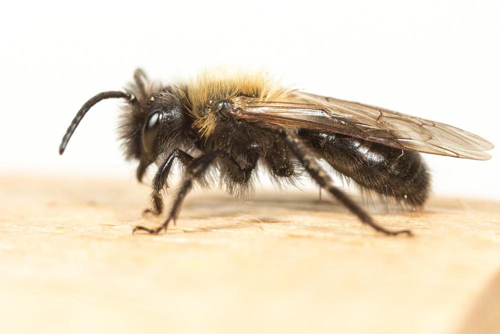 Andrena thoracica (Fabricius, 1775)