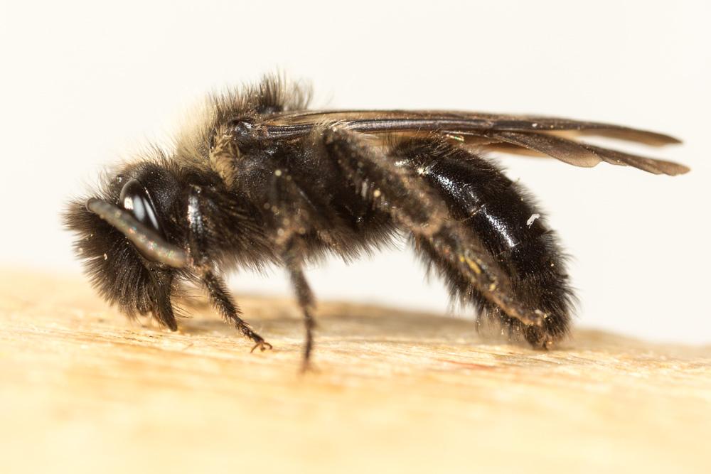 Andrena morio Brullé, 1832