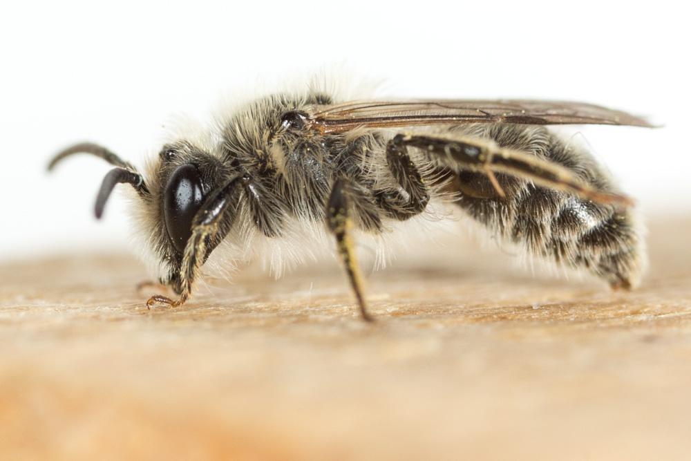  Andrena fuscipes (Kirby, 1802)