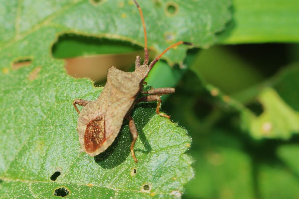 Le Corée marginée Coreus marginatus (Linnaeus, 1758)