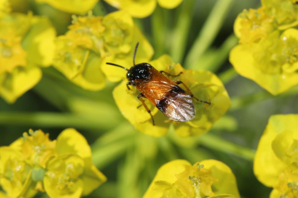  Arge cyanocrocea (Förster, 1771)