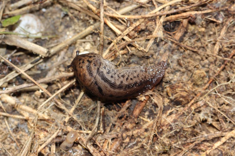 Limace léopard Limax maximus Linnaeus, 1758