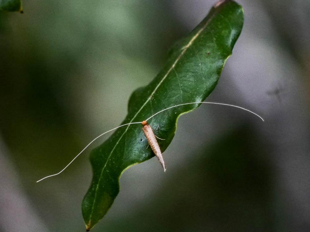 Nemophora Hoffmannsegg, 1798