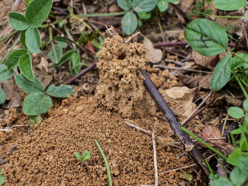 Lasioglossum marginatum (Brullé, 1832)