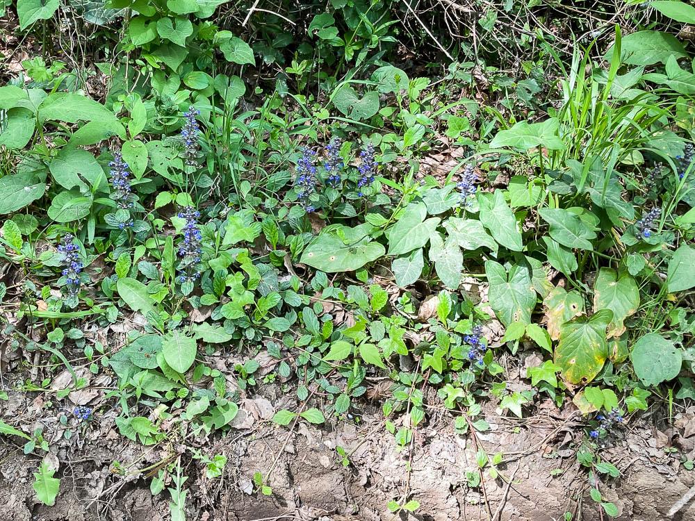 Bugle rampante, Consyre moyenne Ajuga reptans L., 1753