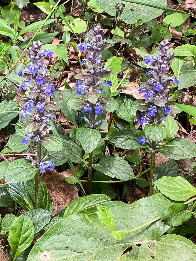 Bugle rampante, Consyre moyenne Ajuga reptans L., 1753