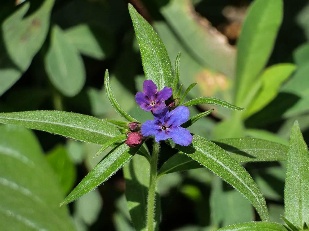 Thé d'Europe Buglossoides purpurocaerulea (L.) I.M.Johnst., 1954