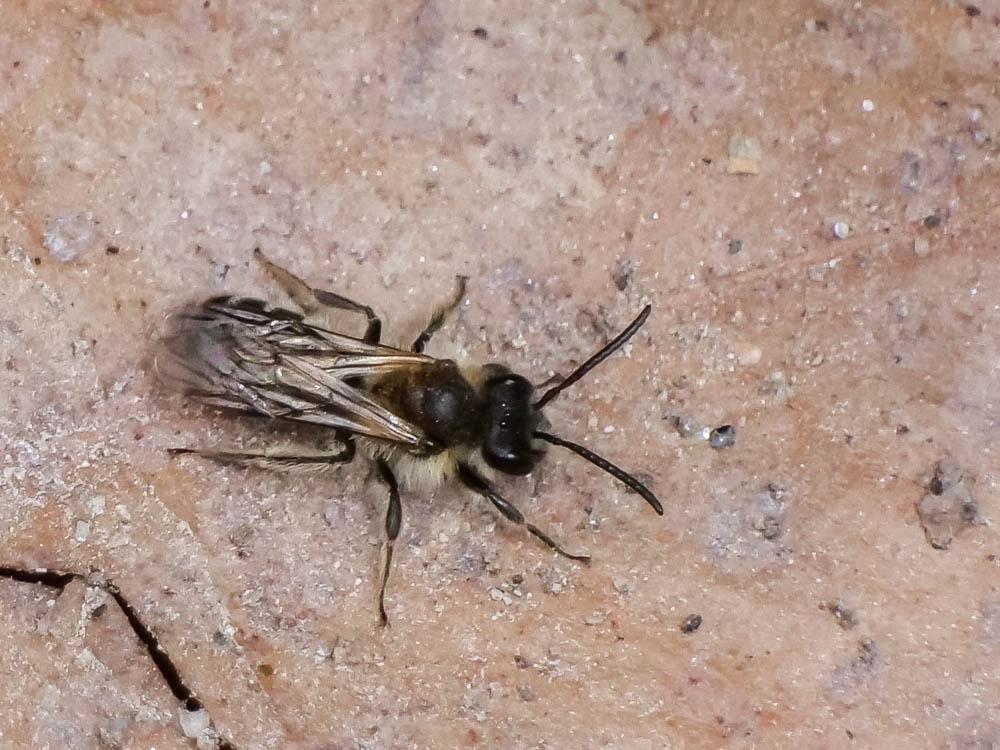  Andrena symphyti Schmiedeknecht, 1883