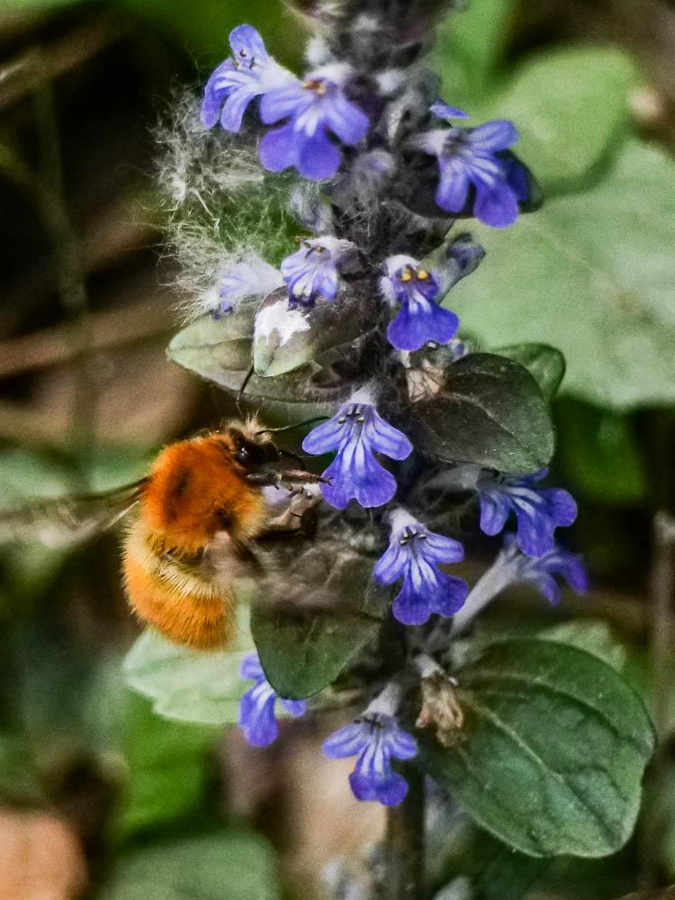 Bourdon des champs Bombus pascuorum (Scopoli, 1763)