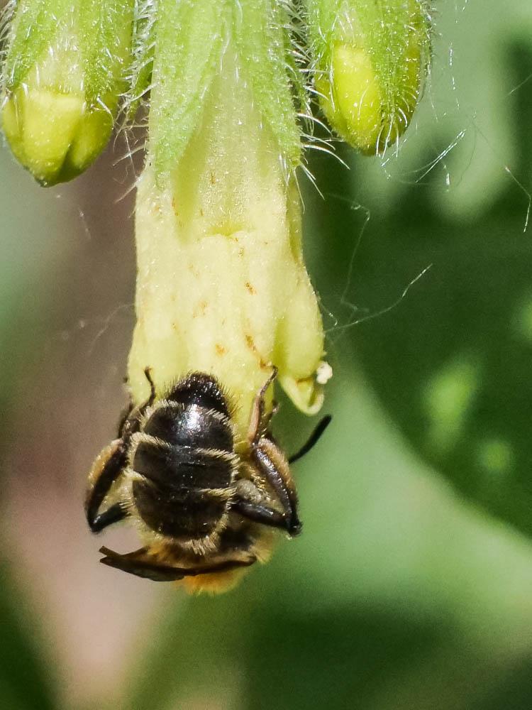  Andrena symphyti Schmiedeknecht, 1883