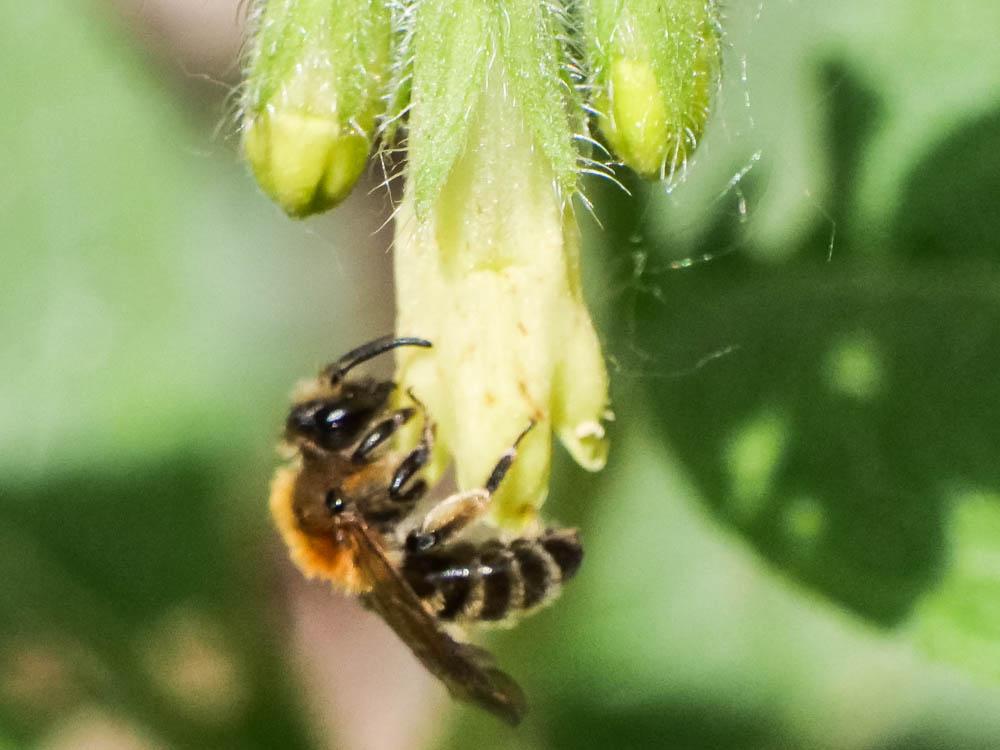  Andrena symphyti Schmiedeknecht, 1883