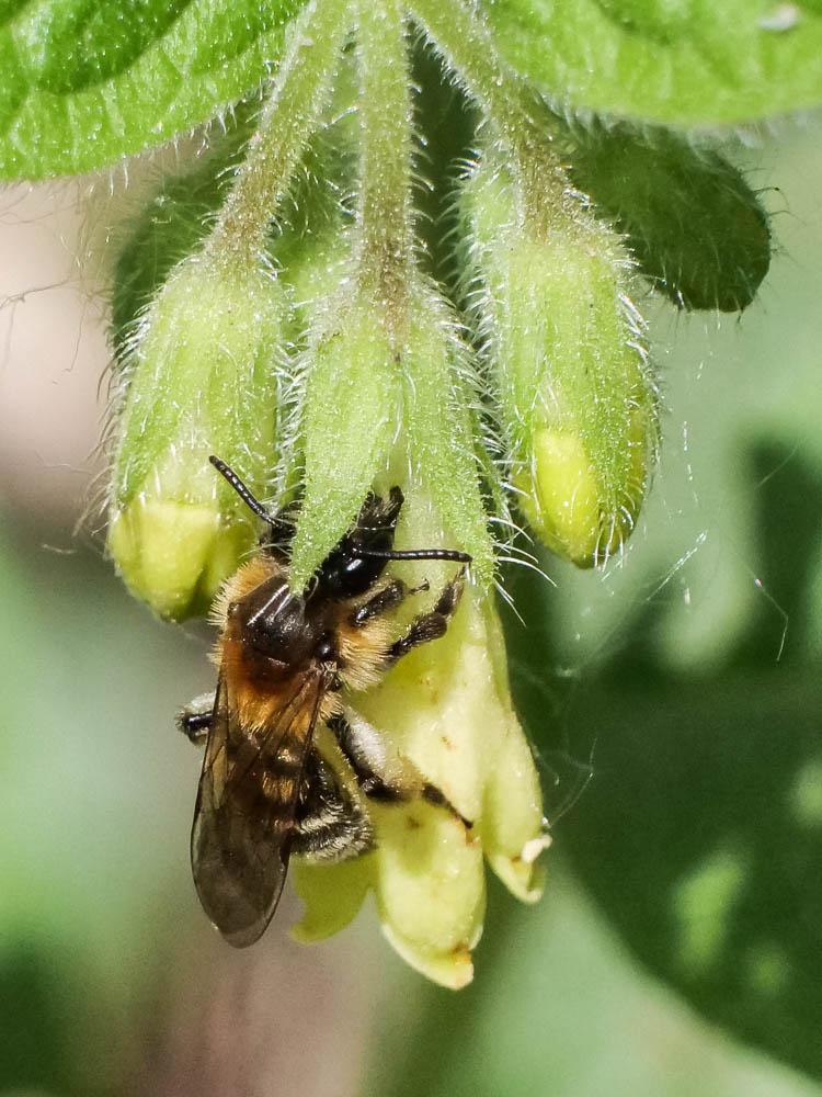  Andrena symphyti Schmiedeknecht, 1883