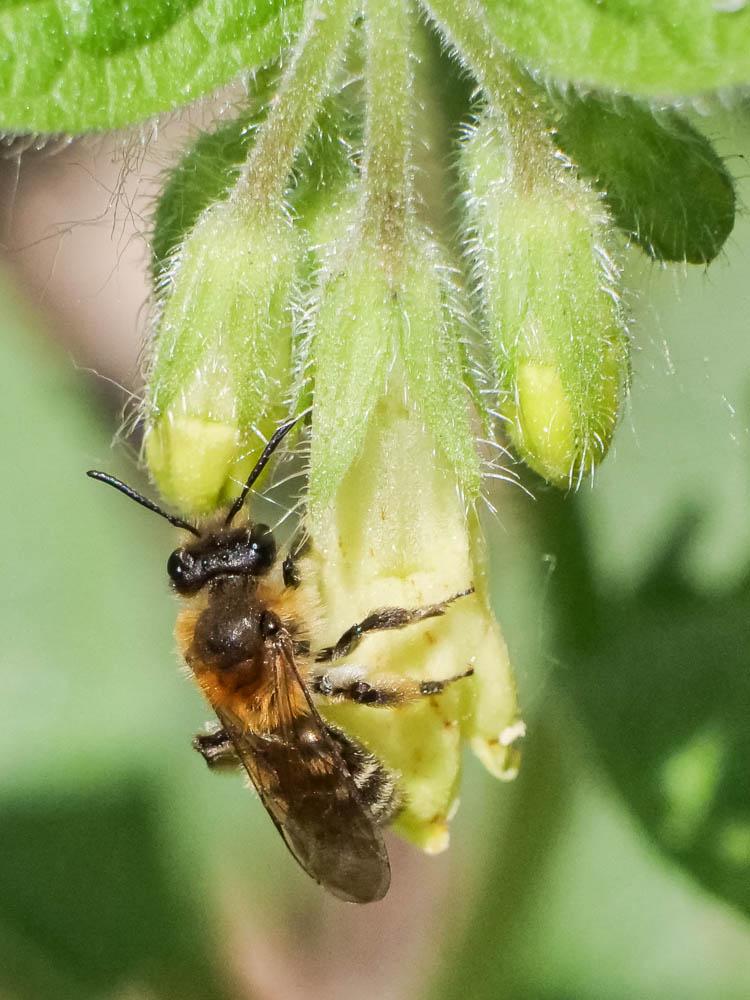  Andrena symphyti Schmiedeknecht, 1883