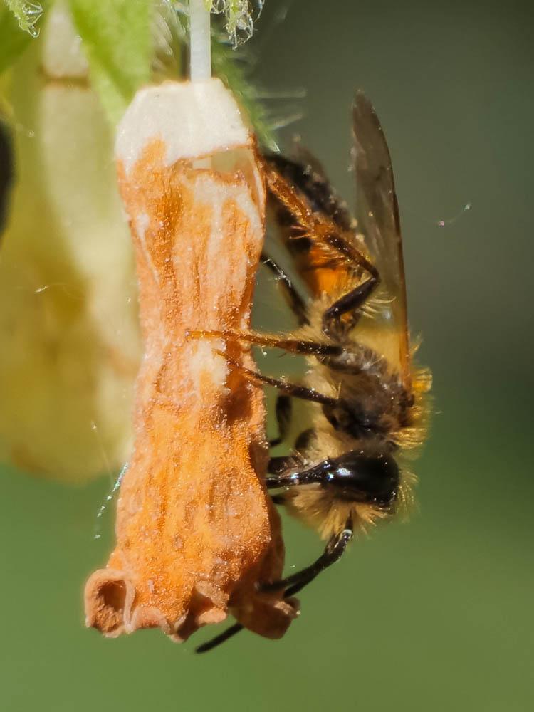  Andrena ferox Smith, 1847
