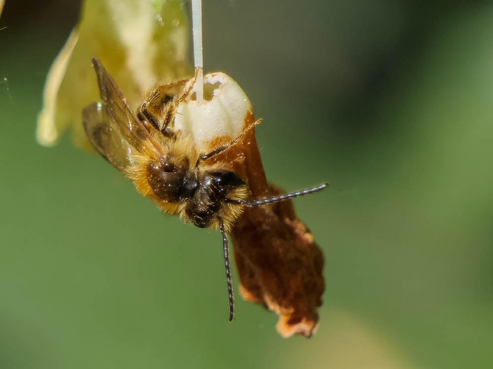  Andrena ferox Smith, 1847