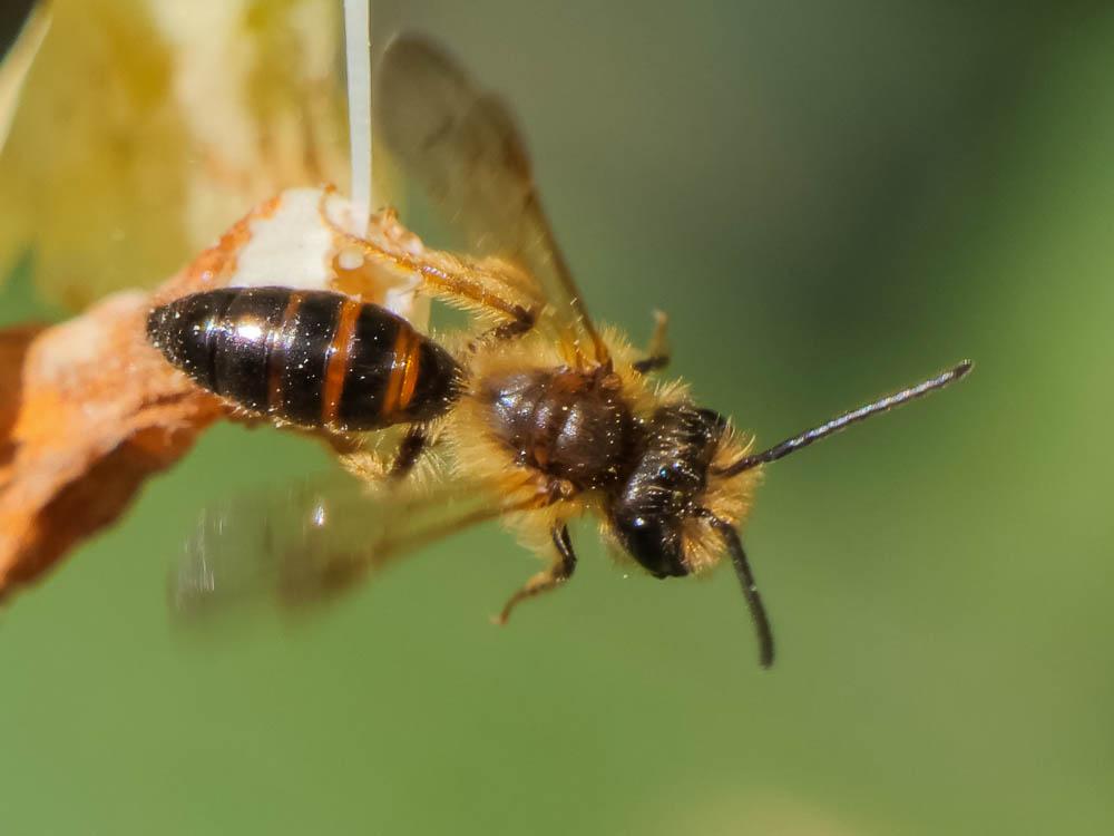  Andrena ferox Smith, 1847