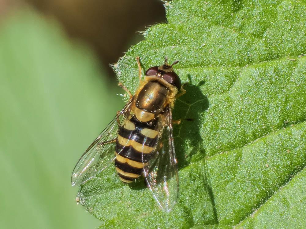  Epistrophe nitidicollis (Meigen, 1822)