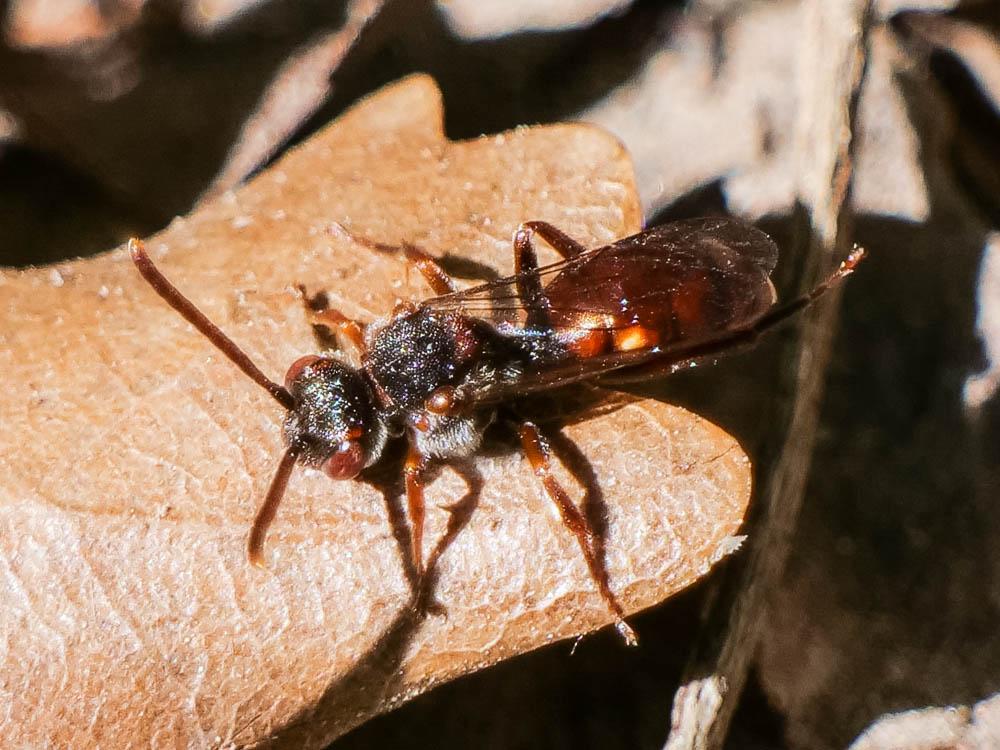 Nomada symphyti Stoeckhert, 1930
