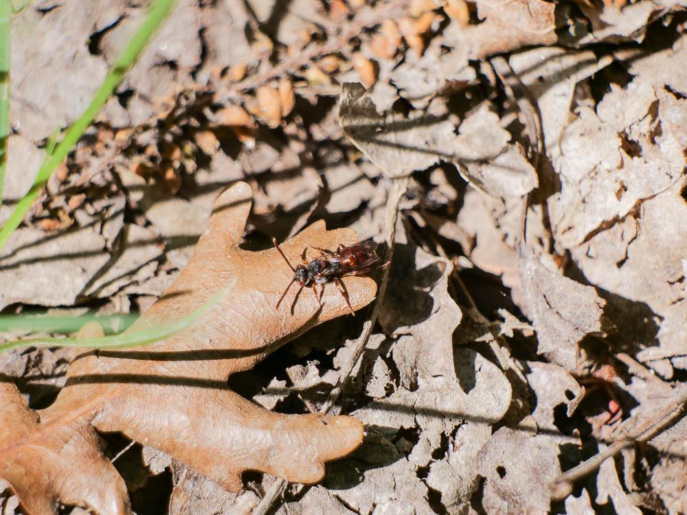 Nomada symphyti Stoeckhert, 1930