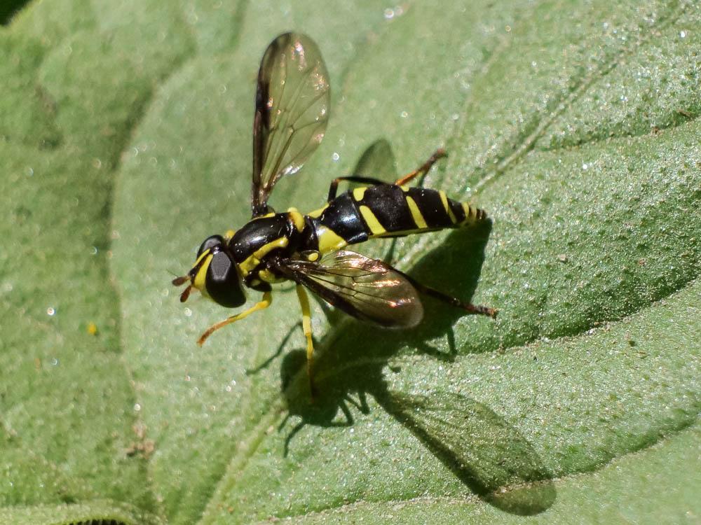  Xanthogramma pedissequum (Harris, 1776)