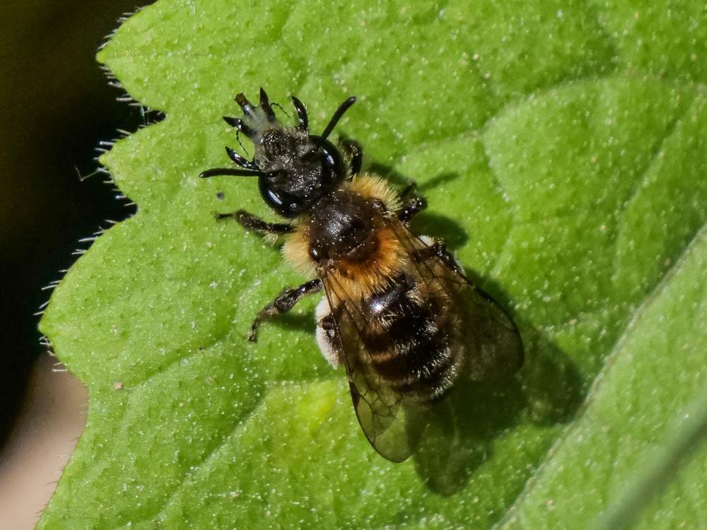 Andrena symphyti Schmiedeknecht, 1883