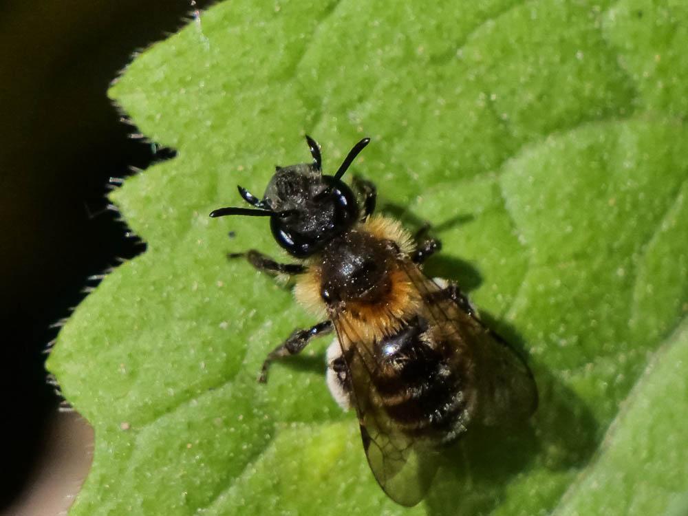 Andrena symphyti Schmiedeknecht, 1883