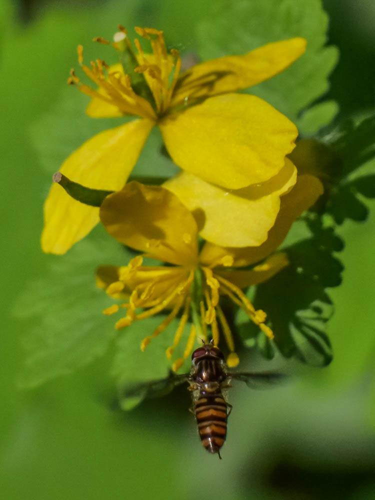  Episyrphus balteatus (De Geer, 1776)
