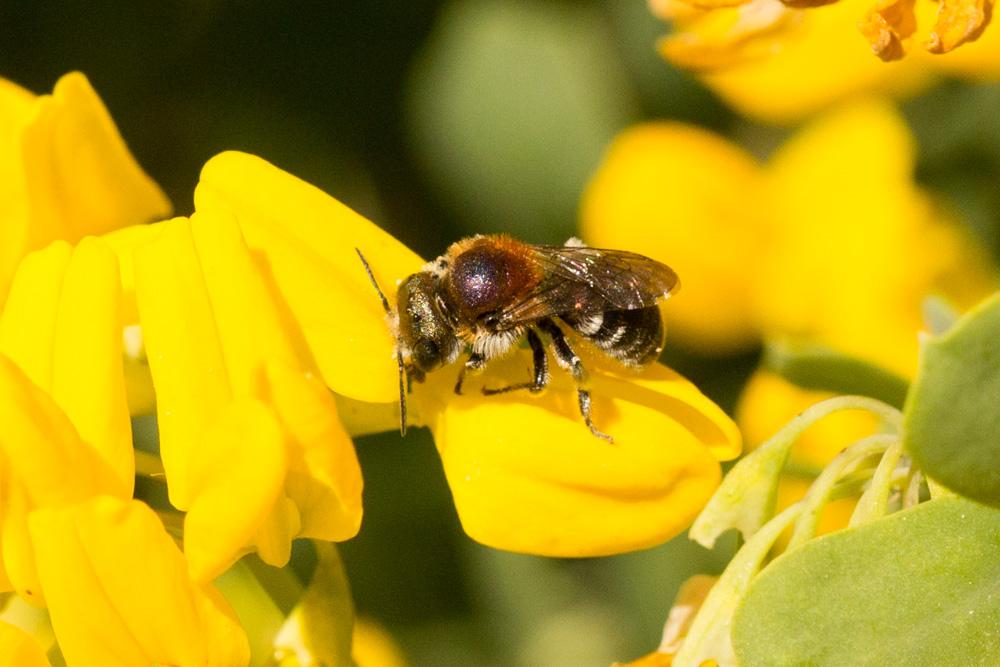 Osmia versicolor Latreille, 1811