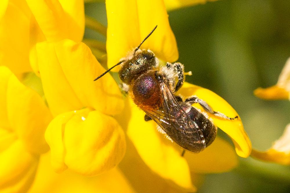 Osmia versicolor Latreille, 1811