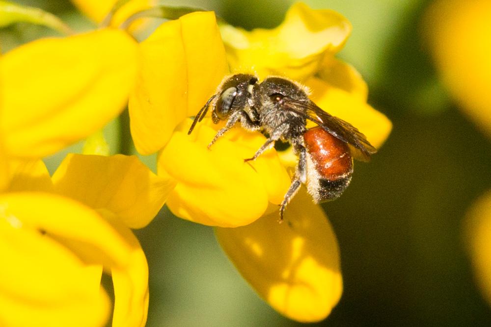Osmia andrenoides Spinola, 1808