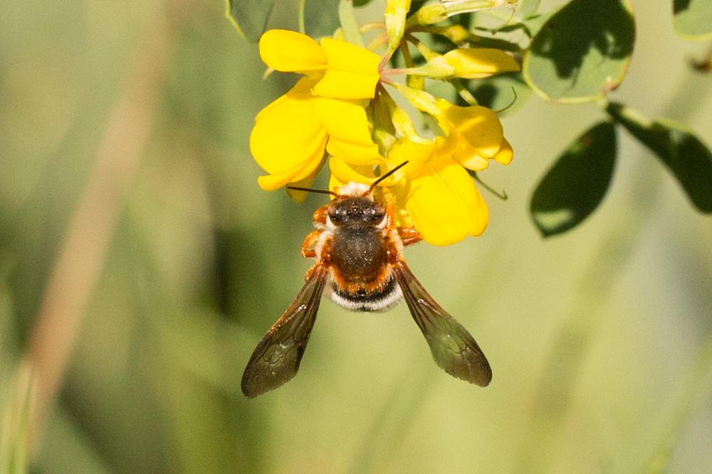 Rhodanthidium sticticum (Fabricius, 1787)