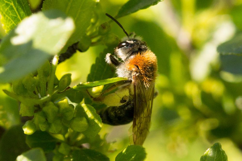  Andrena haemorrhoa (Fabricius, 1781)